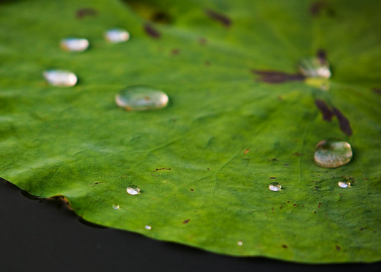 莲叶(睡莲科植物)