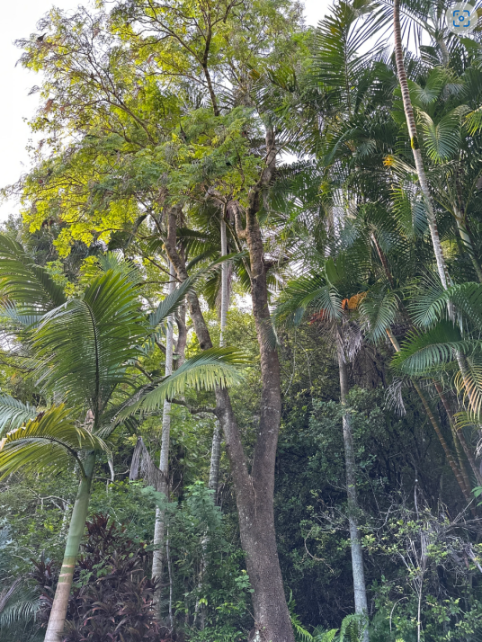 菜豆树(紫薇科菜豆树属的一种植物)
