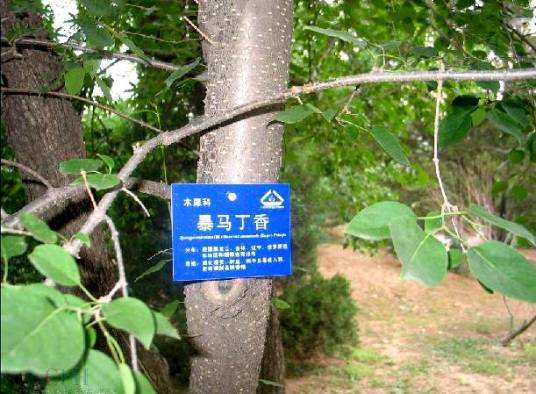 暴马丁香家系HBWCBM201315