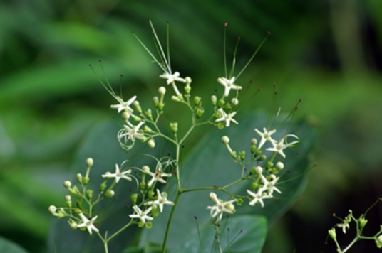 大青（中药药材）