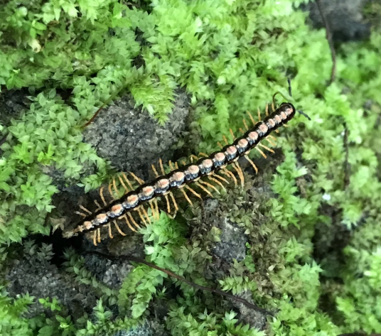 马陆(倍足纲节肢动物的统称)