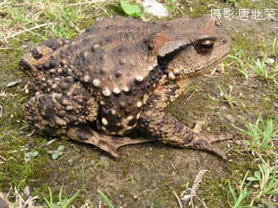 华西蟾蜍