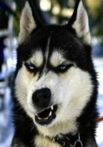 我还想再活五百年