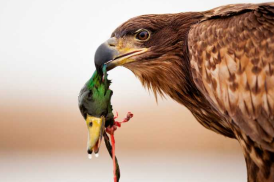 自然死亡(符合生命和疾病自然发展规律发生的死亡)