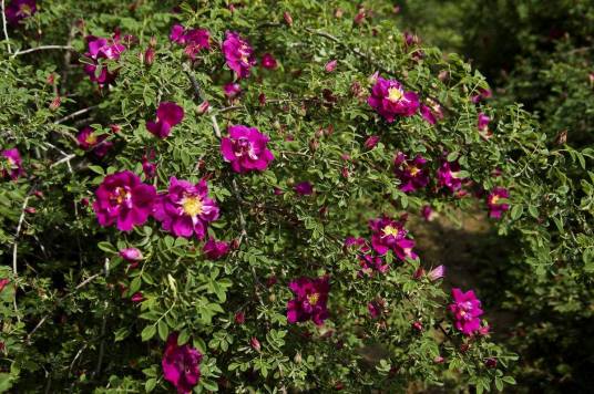 苦水玫瑰(蔷薇科植物)