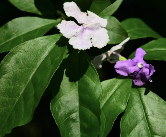 长叶鸳鸯茉莉