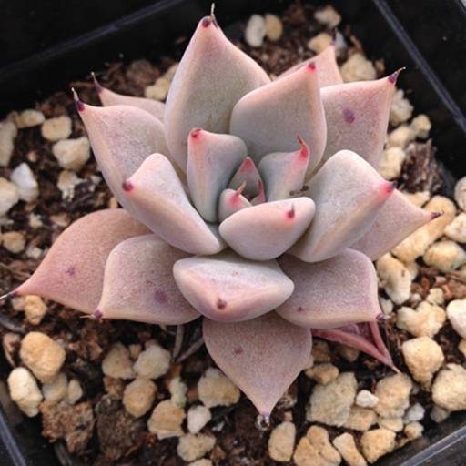 罗伯特（景天科拟石莲属植物）