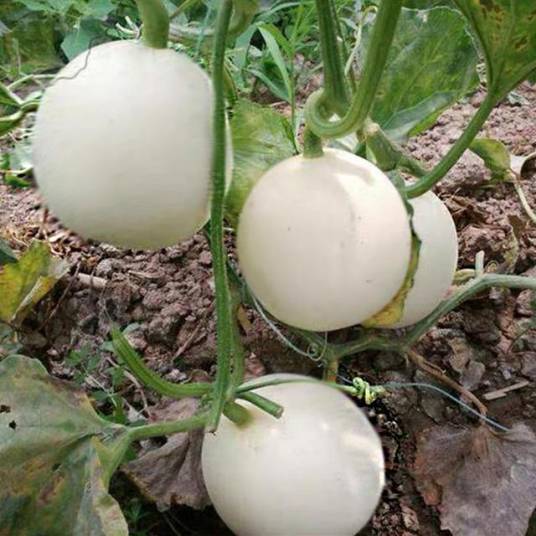 优美（葫芦科黄瓜属植物）