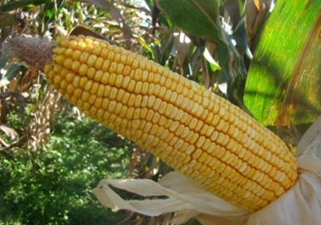 东单70（辽宁审定品种）