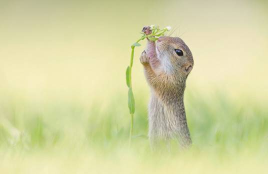 2017年索尼世界摄影奖