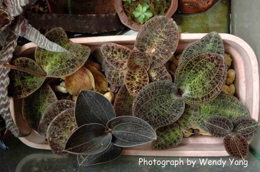 虎头蕉（中药材）