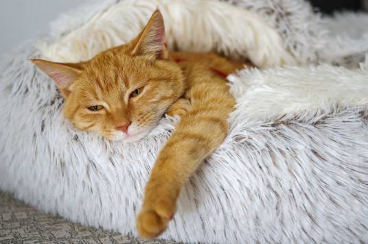 橘猫(哺乳纲猫科动物)