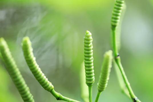 小叶买麻藤（买麻藤科买麻藤属植物）