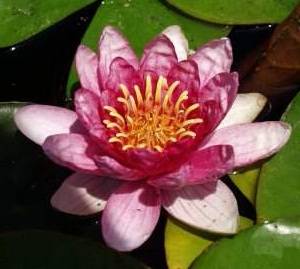 苏丹(睡莲品种)