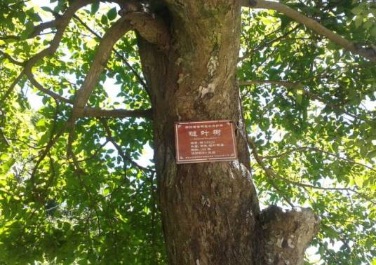 糙叶树（大麻科糙叶树属植物）