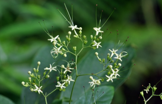 大青(唇形科大青属植物)