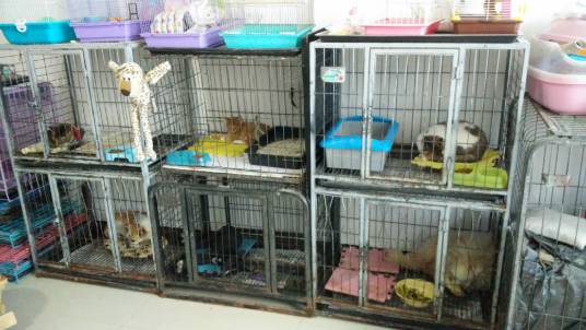 大庆流浪动物救助中心