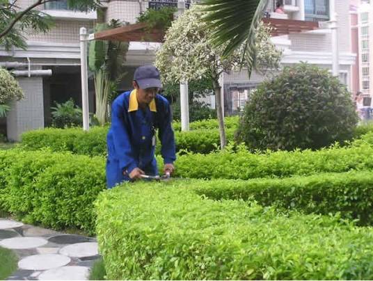 绿化养护