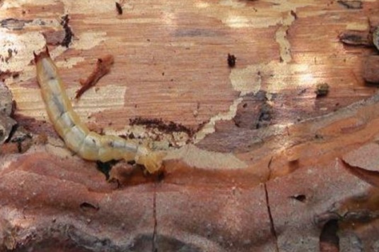 松材线虫病(森林病害)