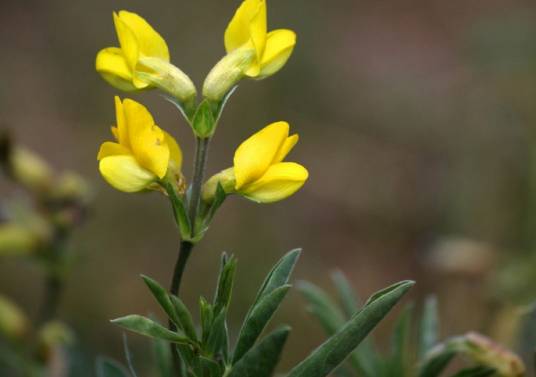 披针叶野决明（豆科野决明属植物）