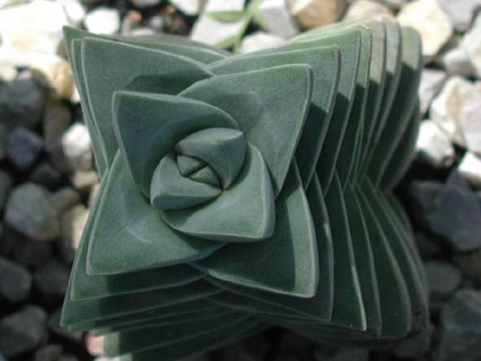 纪之川(景天科青锁龙属植物)