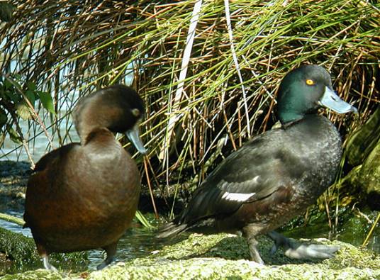 新西兰潜鸭