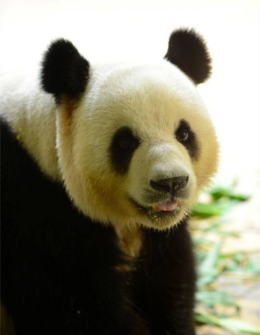 熊猫友友(广州长隆香江野生动物世界亚运大熊猫之一)