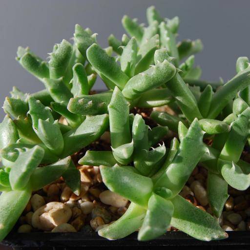 怒涛（番杏科肉黄菊属植物）