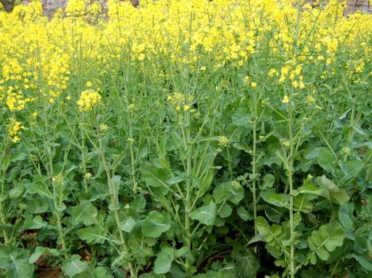 沣油737（十字花科芸苔属植物）