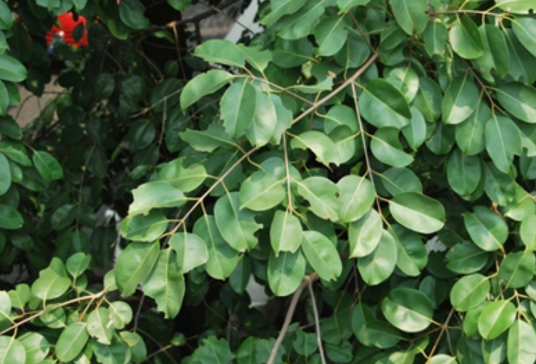 海南蒲桃(桃金娘科蒲桃属植物)