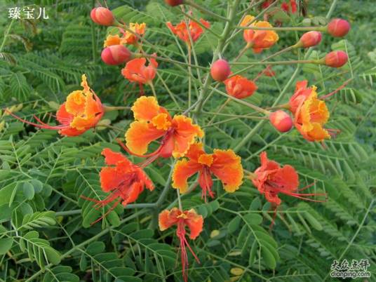 假日海滩烧烤园