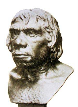 爪哇人（古猿人）