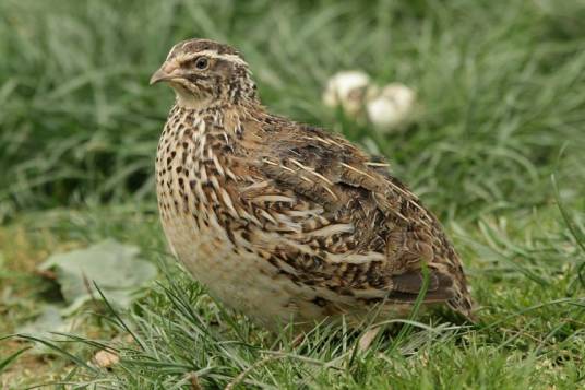 鹌鹑(雉科鹌鹑属动物)