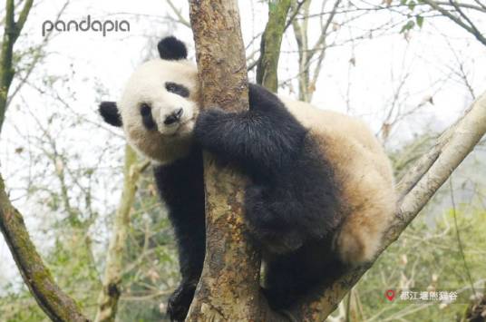 星光(2016年出生在成都大熊猫繁育研究基地的大熊猫)