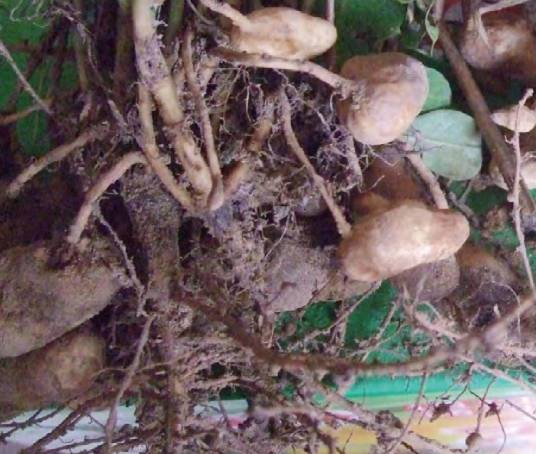 花生根结线虫病