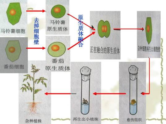 植物体细胞杂交