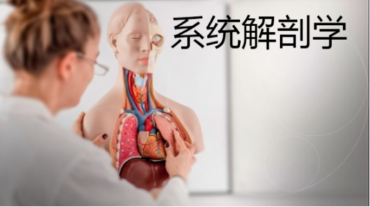 系统解剖学(山东第一医科大学提供的慕课)