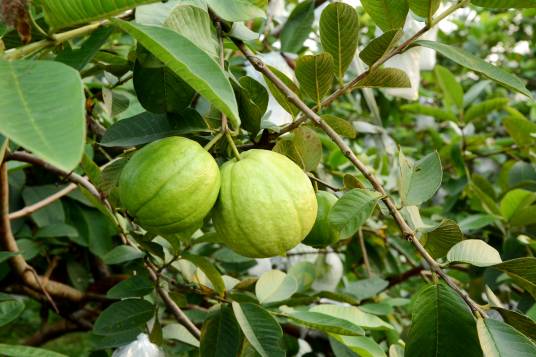 番石榴(桃金娘科番石榴属的一种植物)