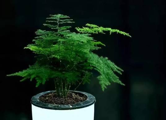 文竹（天门冬科、天门冬属植物）