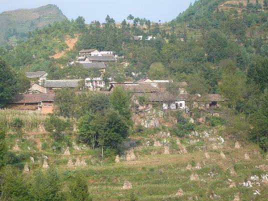 树林村（云南省昭通市彝良县树林乡树林村）