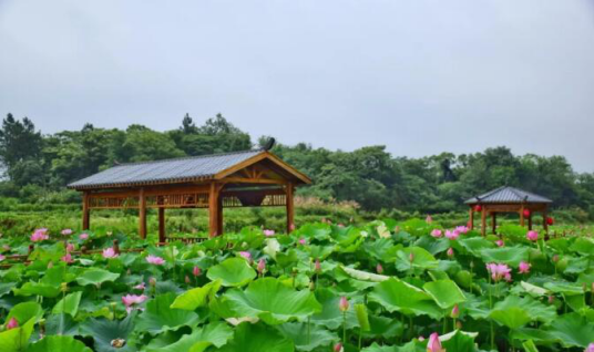 城山镇现代农业生态观光园