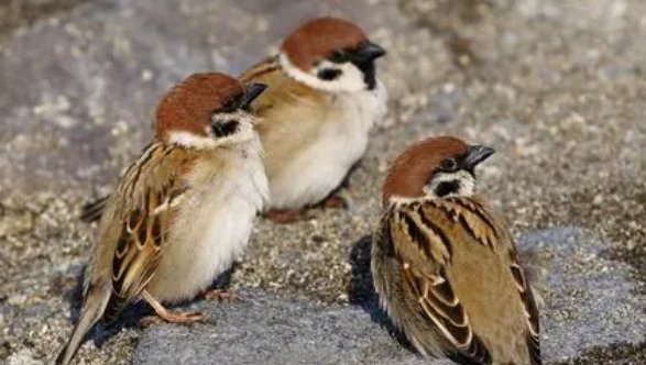 麻雀虽小歇后语是什么？