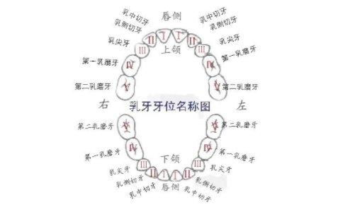 各个牙齿都代表哪个亲人？