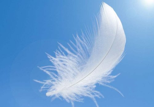 轻于鸿毛...是什么动物的毛