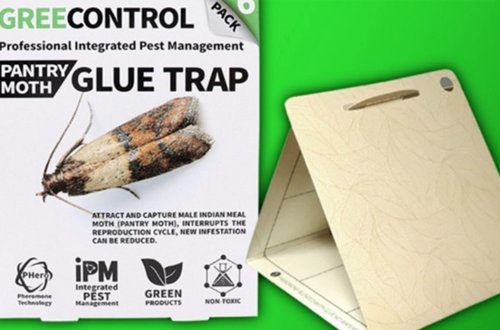 怎样消灭印度谷螟？？