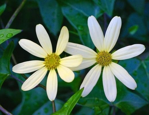 晨晖丽花什么意思