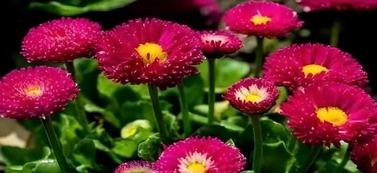 邹菊和雏菊的区别