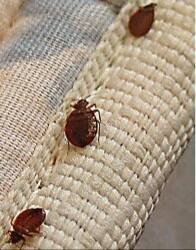 我想问下这是什么虫子，晚上出来吸血。长在床的隐蔽处。