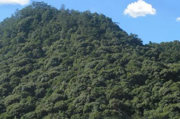 灌木林是什么意思