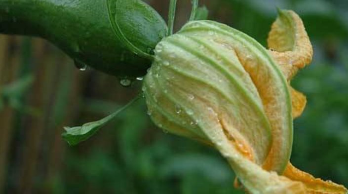 想知道倭瓜花是什么？